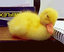 duck sleeping sleep sleepy nap time