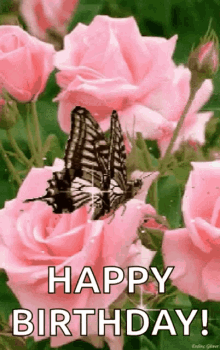 Pink Roses Butterfly GIF