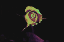 flower rose bloomin