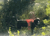 a black dog wearing a red vest that says ' rescue ' on it is standing in the woods