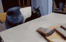 Black Cat Is So Sweet GIF - Cat Swipe Steal GIFs