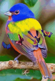 Bird Colorful GIF - Bird Colorful Butterfly GIFs