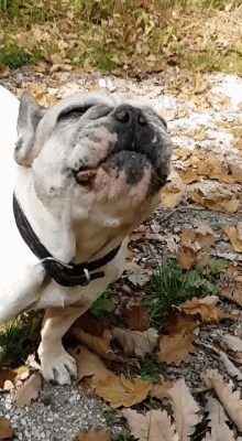 a white dog with a black collar is standing in the dirt