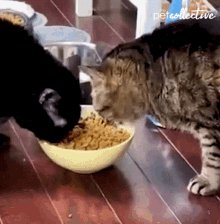 Big Bite The Pet Collective GIF - Big Bite The Pet Collective Hungry GIFs