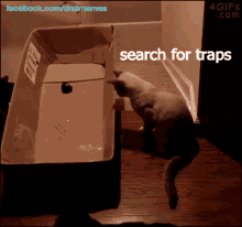 Cat Kick The Door GIF - Cat Kick The Door Search For Traps GIFs