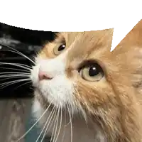 a close up of a cat 's face with a speech bubble in the background