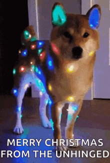 Dog Pet GIF - Dog Pet Christmas GIFs