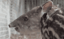 zoo tapir cage sniff nose