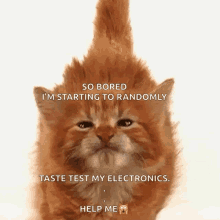 Bored Cat GIF - Bored Cat Help GIFs