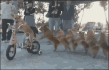 Dog Conga GIF - Dog Conga Line Dance GIFs