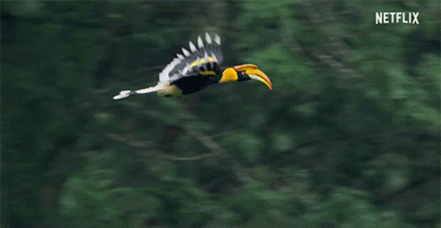 parrot flying gif