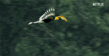 Parrot Flying GIF - Parrot Flying Gliding GIFs