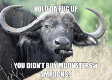 a picture of a buffalo with a caption that reads hold da fug up