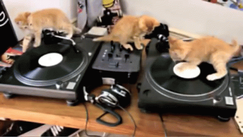 DJ CAT - Free animated GIF - PicMix