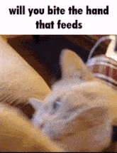 a white cat is laying on a couch with the words will you bite the hand that feeds above it
