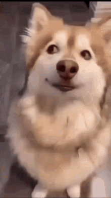 Dog Meme Template GIF - Dog Meme Template GIFs