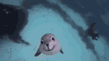 물개 귀욤 심멎주의 GIF - Seal Cute Swimming GIFs