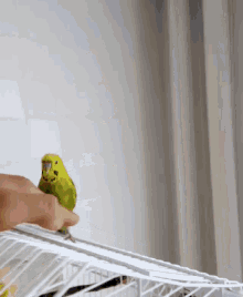 a person is holding a small yellow bird in a cage