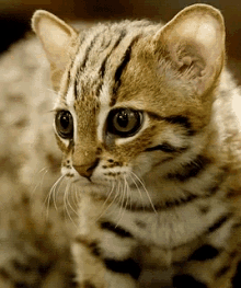 Cute Wyd GIF - Cute Wyd Cat GIFs