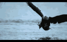 Caught Hawk GIF - Caught Hawk Eagle GIFs