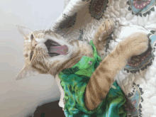 Funny Af Funky Cat GIF - Funny Af Funky Cat GIFs