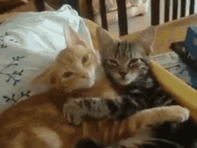 Two Cats Cuddle GIF - Two Cats Cuddle Brown Cat GIFs
