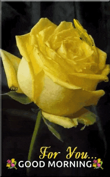 a yellow rose with the words for you good morning written on it