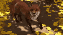 Fox Dance GIF