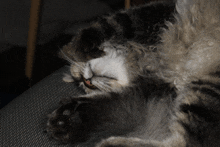 Cat GIF - Cat GIFs