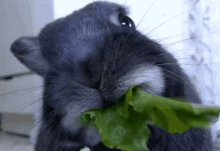 Bunny Salad GIF - Bunny Salad Lunch GIFs