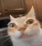 Cat Stare GIF - Cat Stare Devious GIFs
