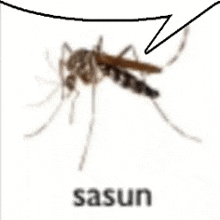 Sasun GIF