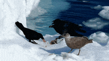 three birds are standing on a snow covered cliff near the water