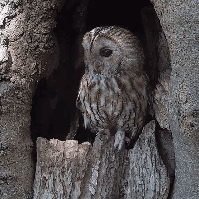 Take Off Robert E Fuller GIF Take Off Robert E Fuller Gotta Go Discover & Share GIFs