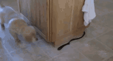 dog trapped in an infinite loop playing dog pet