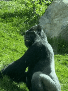 Gorilla GIF - Gorilla GIFs