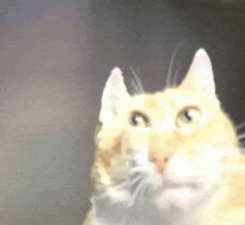Cat Meme Cat Stare GIF - Cat Meme Cat Stare What GIFs