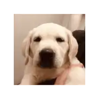 a white puppy is being held by a person