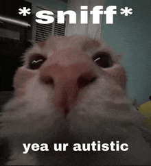 a close up of a cat with the words sniff yea ur autistic above it