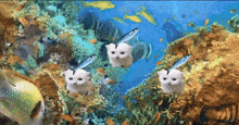 a coral reef with fish and a few white cats