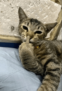 a cat with a yellow collar is laying on a bed and licking its paw