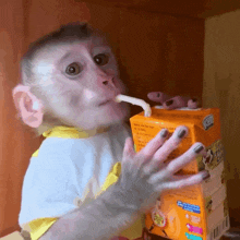 Missmlsery Baby Monkey GIF - Missmlsery Baby Monkey Monkey GIFs