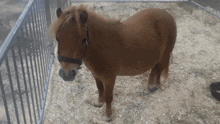 Pony Cute GIF - Pony Cute Farm Animals GIFs