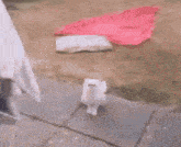 a white cat with a strange face is walking on a leash in the water .