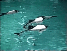 three dolphins are swimming in a pool of water