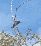 a bird perched on a tree branch with a blue sky behind it