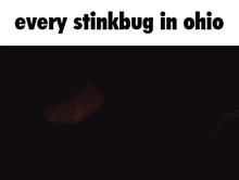 Stinkbug Stink Bug GIF - Stinkbug Stink Bug Ohio GIFs