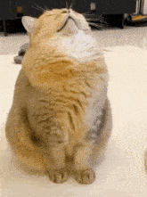 a fluffy cat is sitting on the floor with its head on its paws .