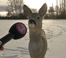 a person is holding a microphone with the number 3 on it in front of a deer