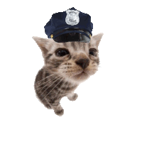 a cat wearing a police hat that says special police on it